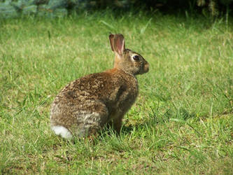 9 Wild Rabbit