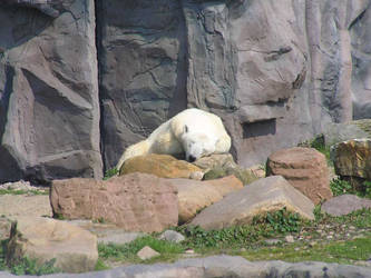 polarbear