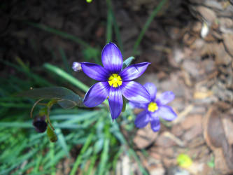 Beutiful Purple Flower