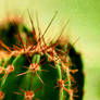 wallpaper - cactus