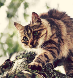 tree climber.