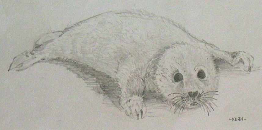 White Baby Seal