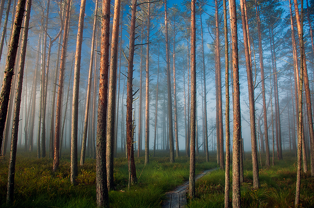 Underfog forest