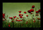 Poppy field by amitaf13