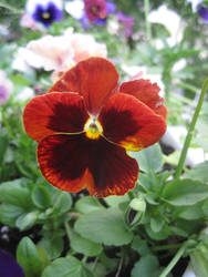 Sunlight Pansy