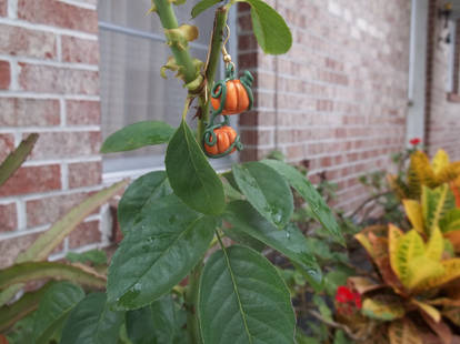 Viney Pumpkin Earrings