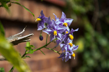 Delicate purple