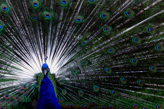 Peacock