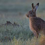 Hare