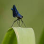 Banded demoiselle