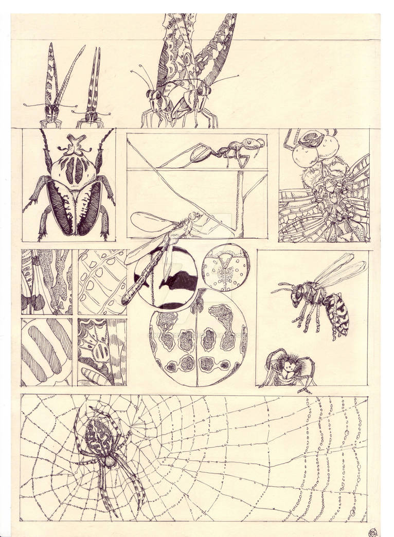 All Insects List Deviantart 37 - Insects by kincsesd333 on DeviantArt