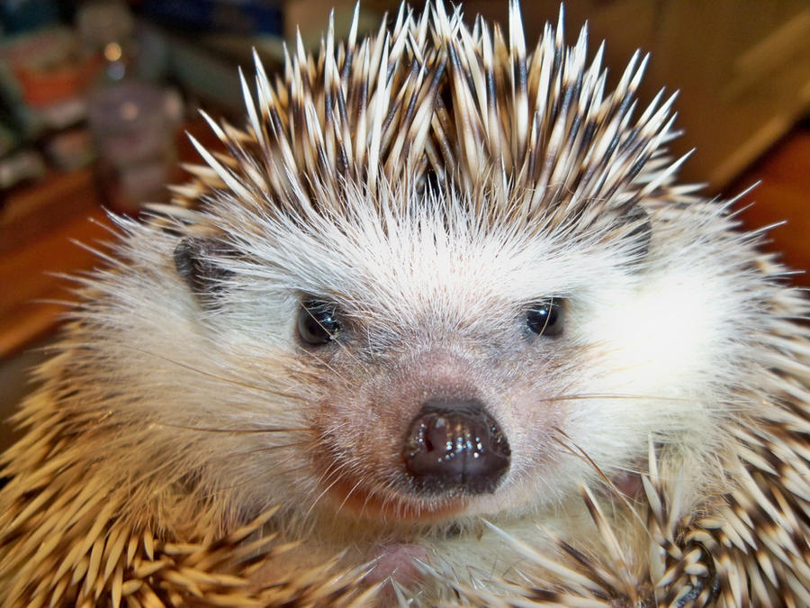 Ollie the Pet Hedgehog