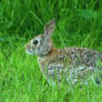 Eastern Cottontail 6