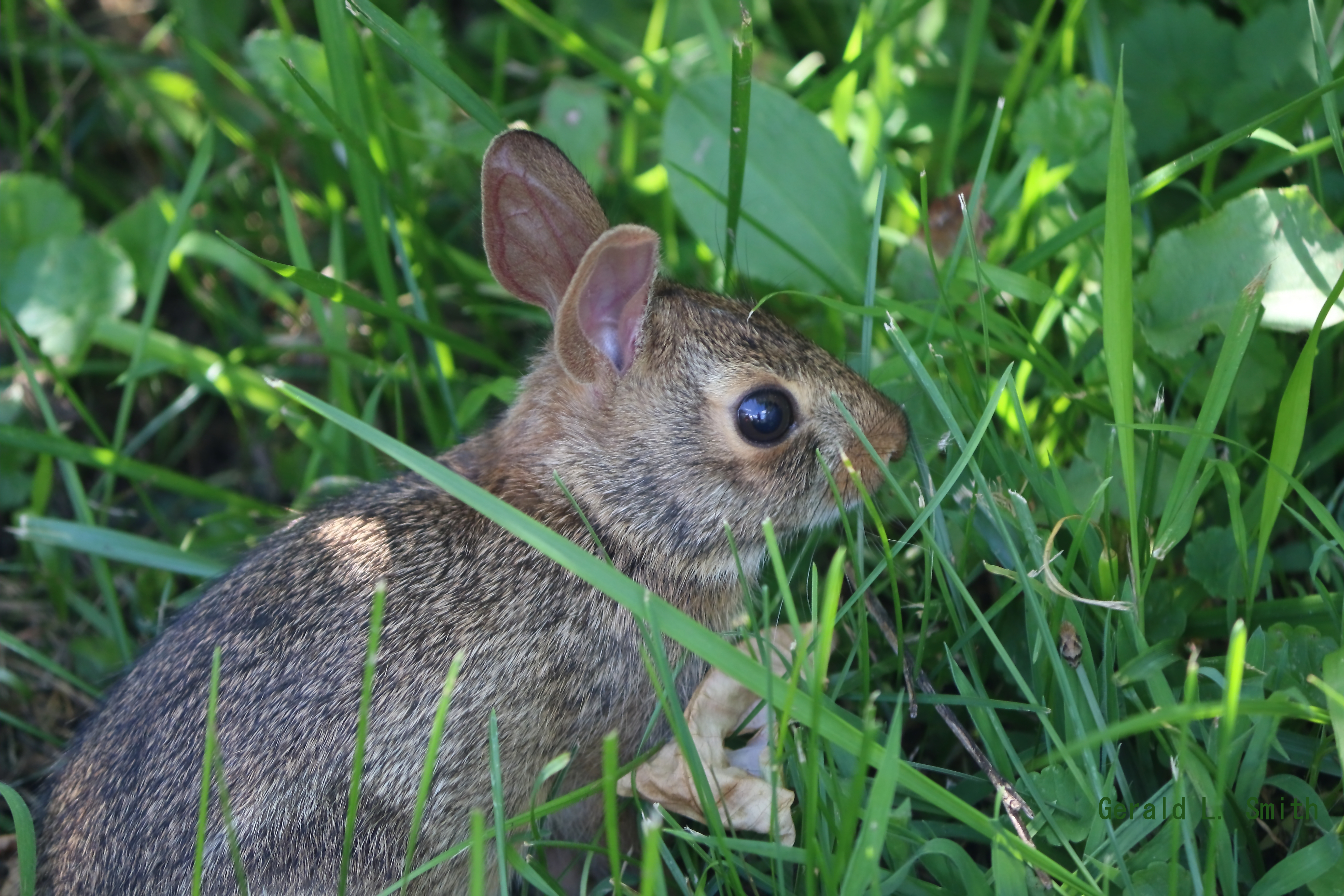 Eastern Cottontail 8