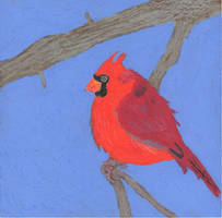 Northern Cardinal