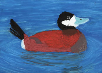 Ruddy Duck