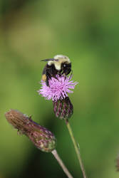 Bumble Bee on thistle