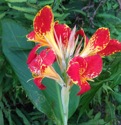 Red flowers with yellow touch 2