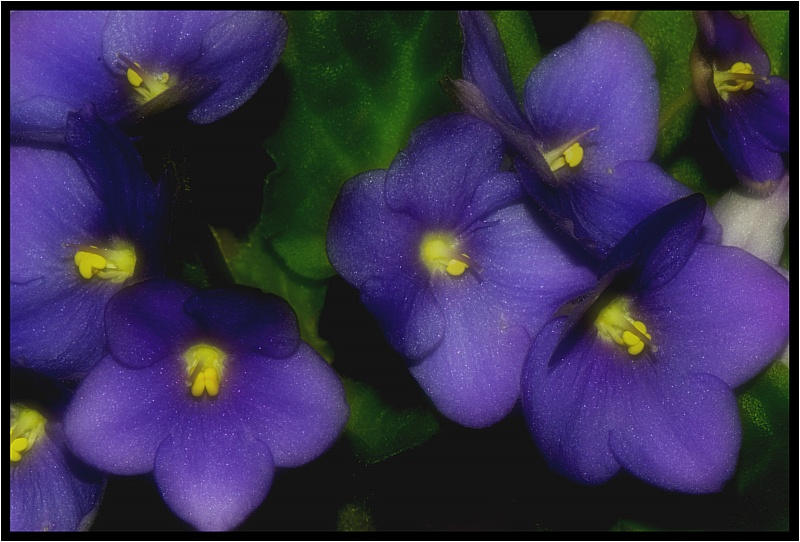 Animate nature 1 by Huntersfoto on DeviantArt
