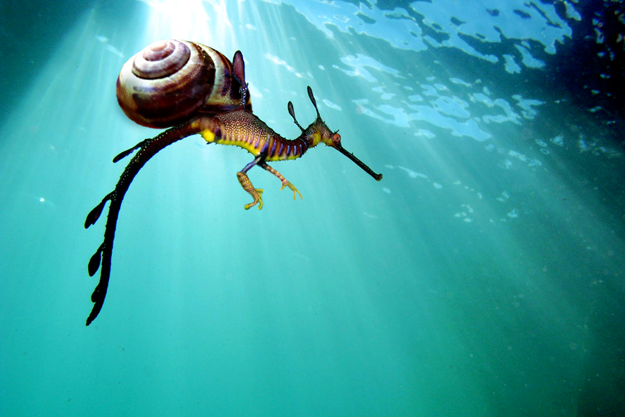 Leafy Red-Eyed Sea Snail