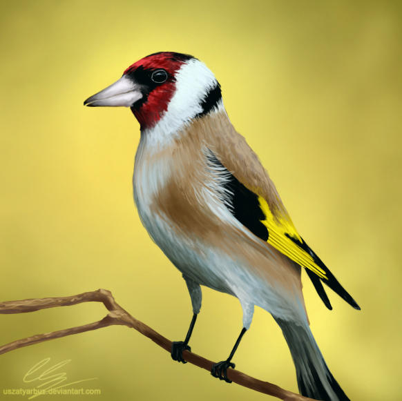 Goldfinch by UszatyArbuz