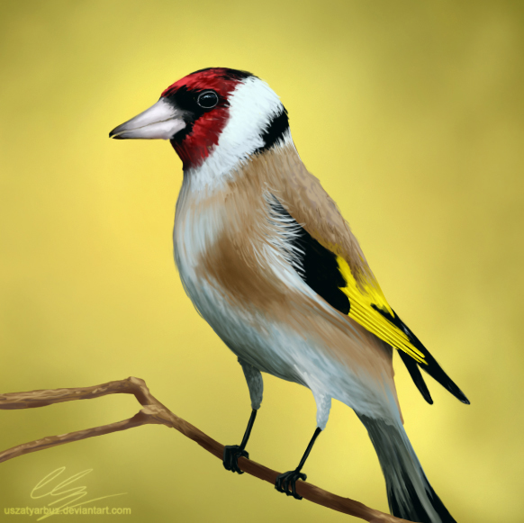 Goldfinch by UszatyArbuz Goldfinch by UszatyArbuz