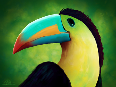 Profile of toucan