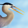 The great blue heron