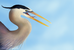 The great blue heron by UszatyArbuz