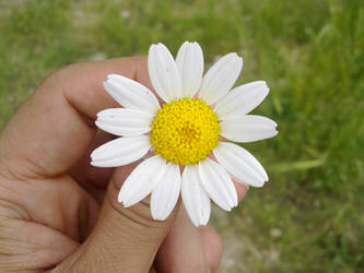 daisy and my hand.