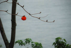 Lonely red leaf