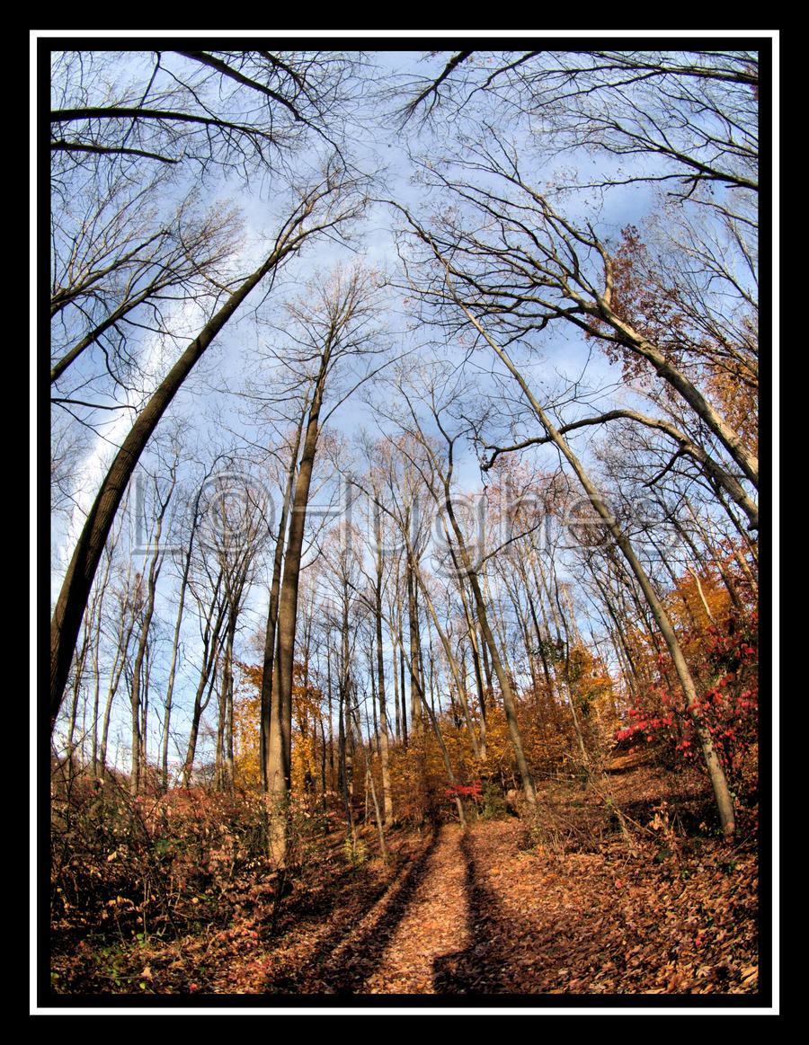 Bend Toward the Sky