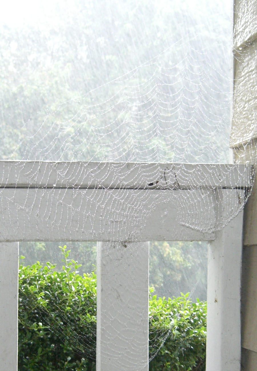 Spiderweb in the rain