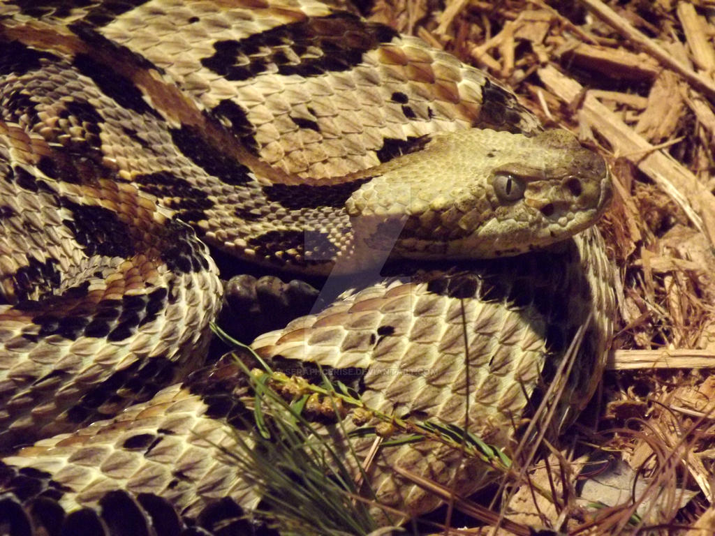 Timber Rattler by Seraphcerise on DeviantArt