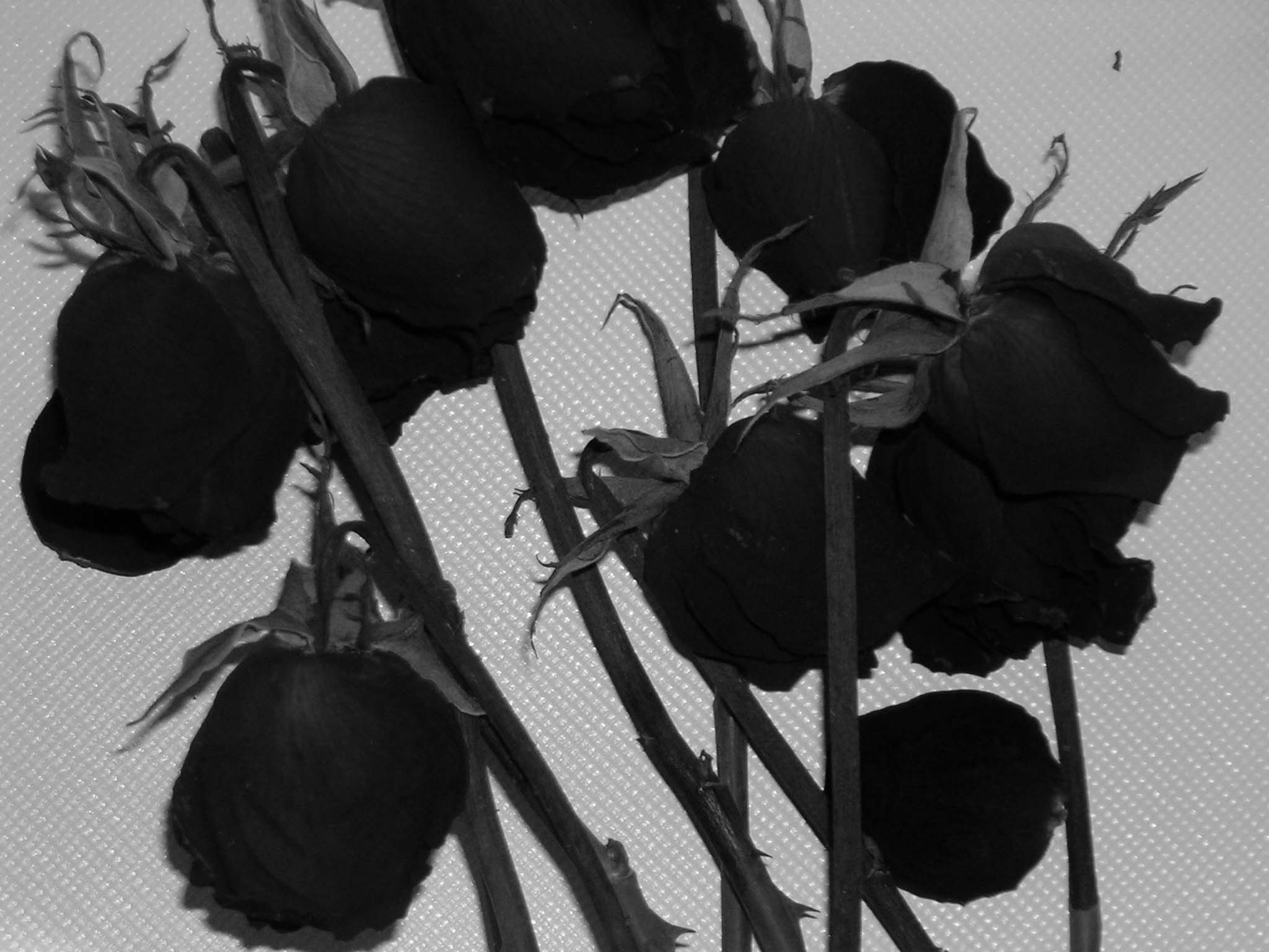 Black Roses