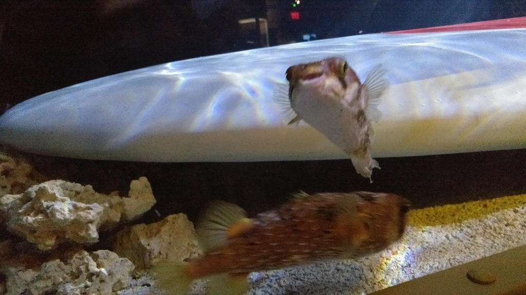 Smiling Puffer fish by Paige-the-unicorn on DeviantArt