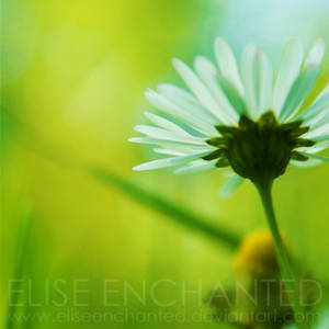 Simplicity by EliseEnchanted Simplicity by EliseEnchanted