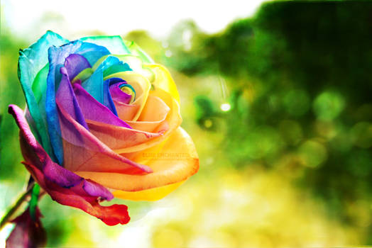 Rainbow rose wallpaper