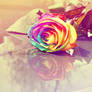 Rainbow Rose