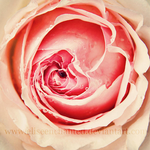 Rose essence