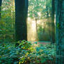 Forest awakening
