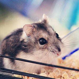 Meet my hamster II