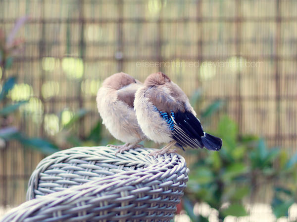 Sleeping birds