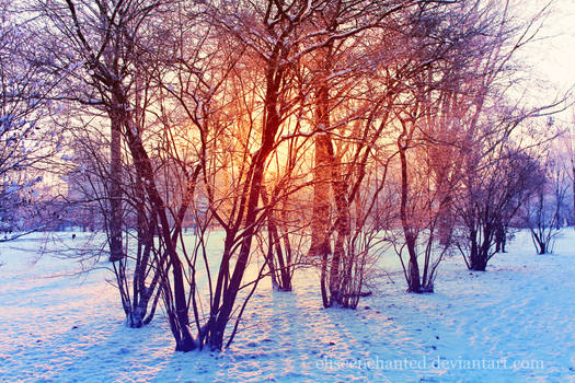 Colorful winter