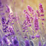 Lavender whisper