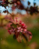 Spring Blossoms