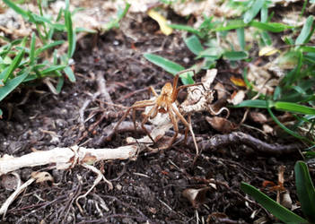 Rescued spider carrying an egg sac