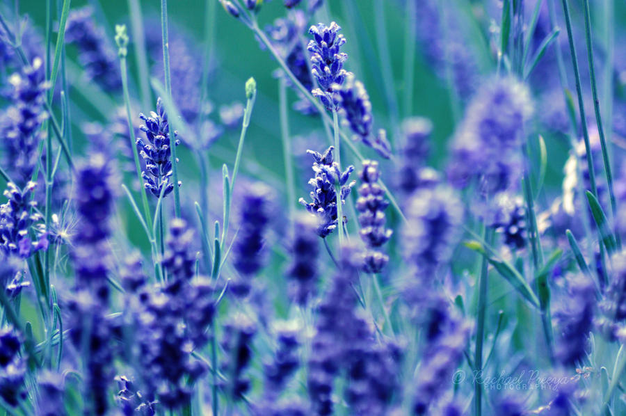 lavender.