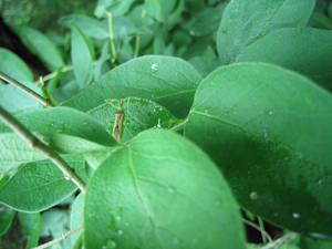 Green Bug