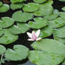 Water Lily - 602